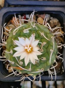 Turbinicarpus, inflorit din nou!; Infloririle precedente au scapat de poze
