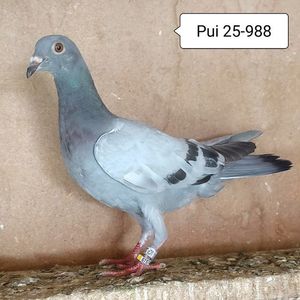 Pui 25-988....-10 lei