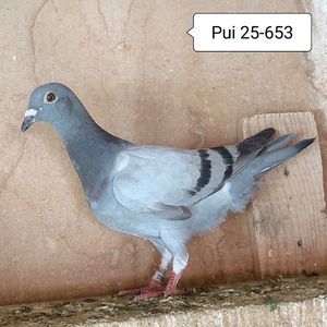Pui 25-653....-10 lei
