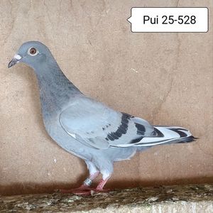 Pui 25-528....-10 lei
