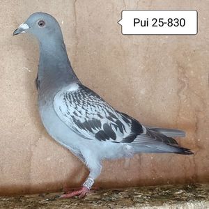 Pui 25-830....-10 lei