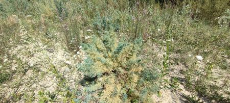 plante 9