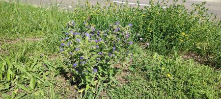 plante1