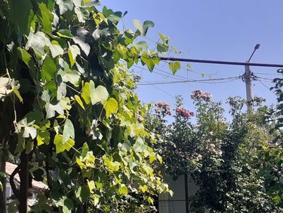 ; Pe fundal se vad doi trandafiri urcatori : dreapta, Spirit of Freedom,  strânga,  Heillige Elisabeth.  Dacă ar fi fost la nivelul grădinii florile erau arse de soare,  automat ! Asa acolo sunt ok
