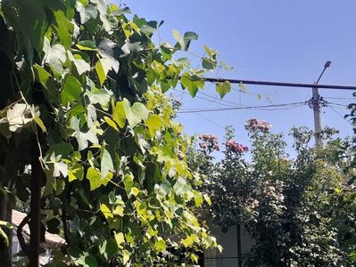 ; Au aer si le place !
