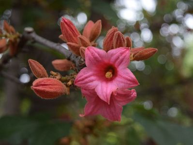brachychiton-discolor