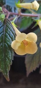 Yellow Beauty