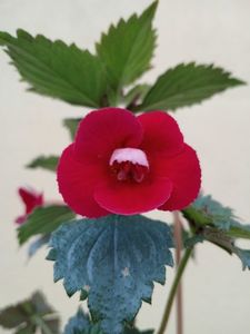 BriDs Susanne Elisabeth