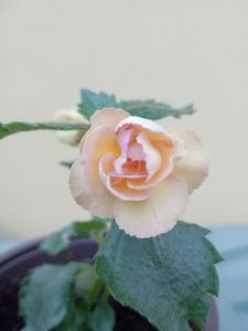 BriDs Tatjana Matijevic