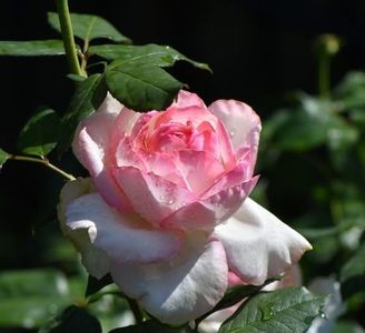 Honore de Balzac