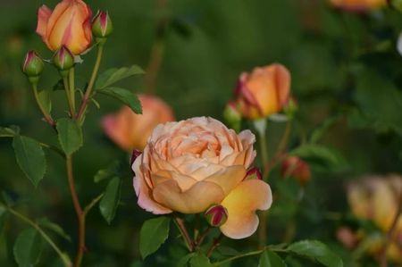 Lady of Shalott