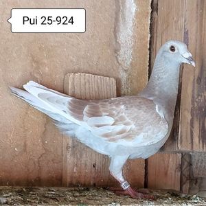 Pui 25-924....-15 lei
