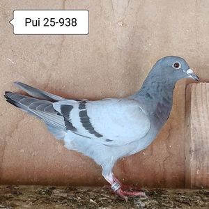 Pui 25-938....-10 lei