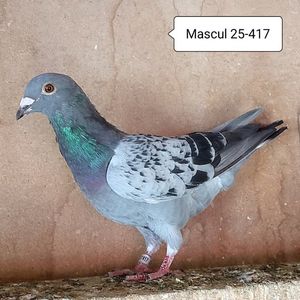 Mascul 25-417....-10 lei