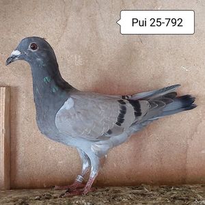 Pui 25-792....-10 lei