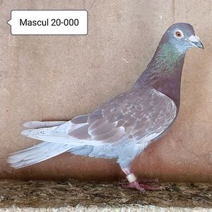 Mascul 20-000....-10 lei