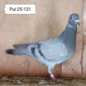 Pui 25-131....-10 lei