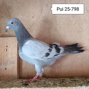 Pui 24-798....-10 lei
