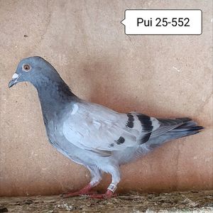 Pui 25-552....-10 lei