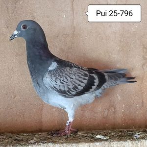 Pui 25-796....-10 lei