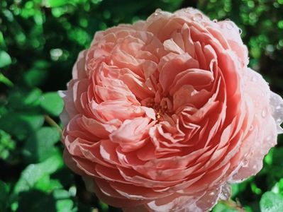 floribunda, Tantau, 2016, colecția "Nostalgic Rose"