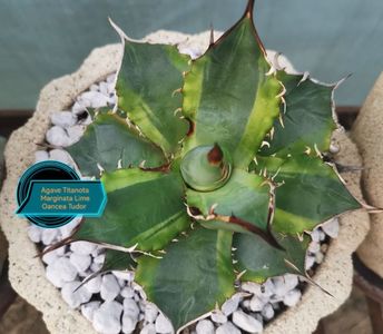 Agave Titanota Marginata Genryu Kifukurin 2025