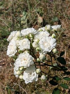 PXL_20250816_085628118
