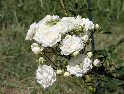 PXL_20250816_085830925