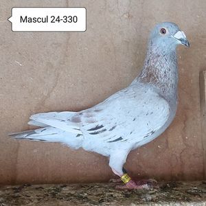 Mascul 24-330