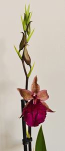 Rhynchonia Pacific Paranoia 'Other Side of Cool'; A colorful hybrid between Rhynchostele bictoniense and Miltonia Honolulu
