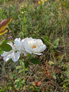 PXL_20250804_063905294