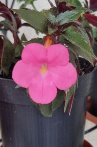 Tarantella