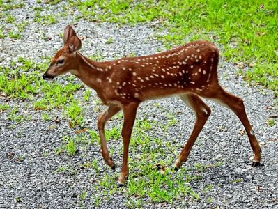 Bambi 3 (2)