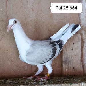 Pui 25-664....-10 lei