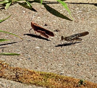 Grasshopers