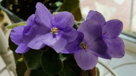 2025 inca mai traieste frumoasa mea batranica