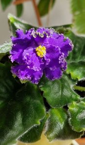 Este o violeta de colectie dar nu-i mai stiu numelee