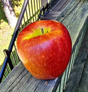 DECO Apple