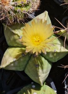 Astrophytum myriostigma nudum