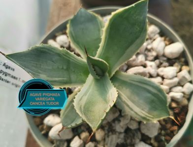 AGAVE PYGMAEA VARIEGATA 2025