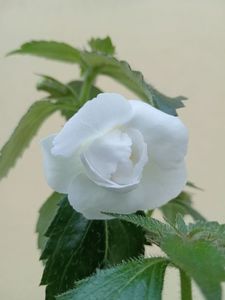 Ky 32