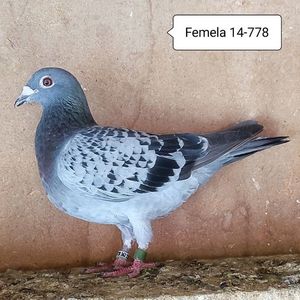 Femela 14-778....-10 lei