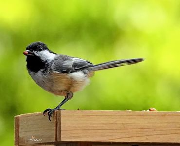 Chickadee 1b