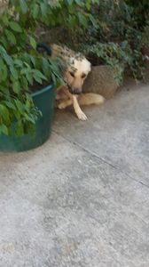 y