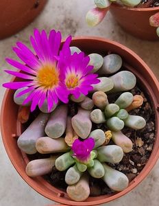Frithia pulchra