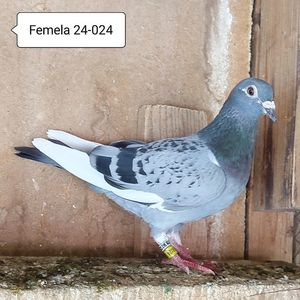 Femela 24-024....-15 lei