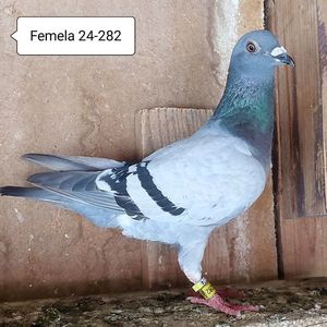Femela 24-282....-10 lei