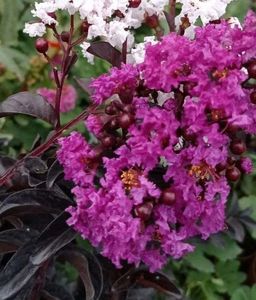 lagerstroemia-indica-black-diamont mov; peris
