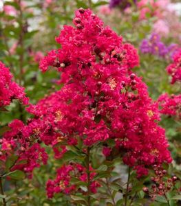 lagerstroemia-indica-red-imperator; peris
