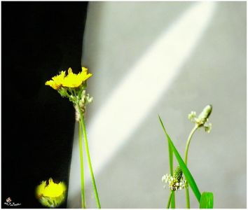 Fantasy-Wild Flowers 1 